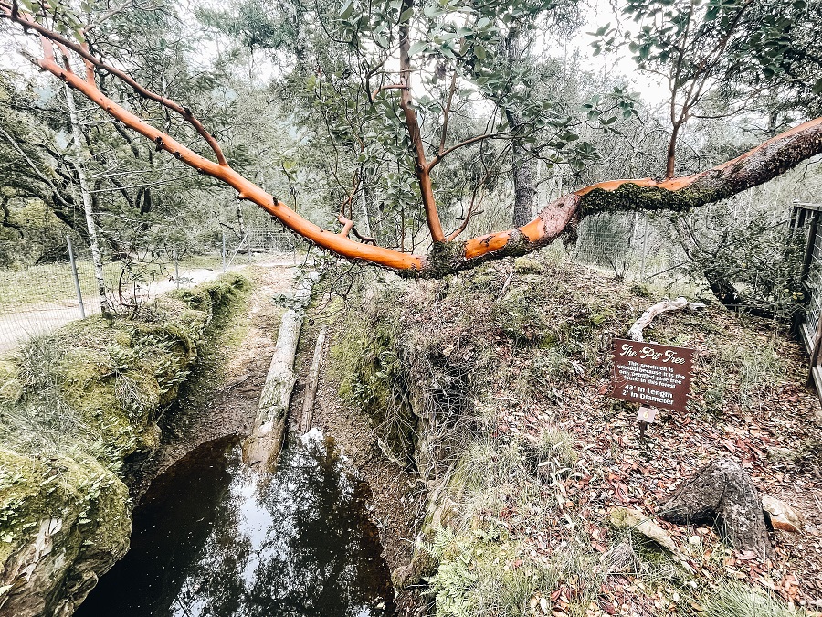 L'arbre du puits