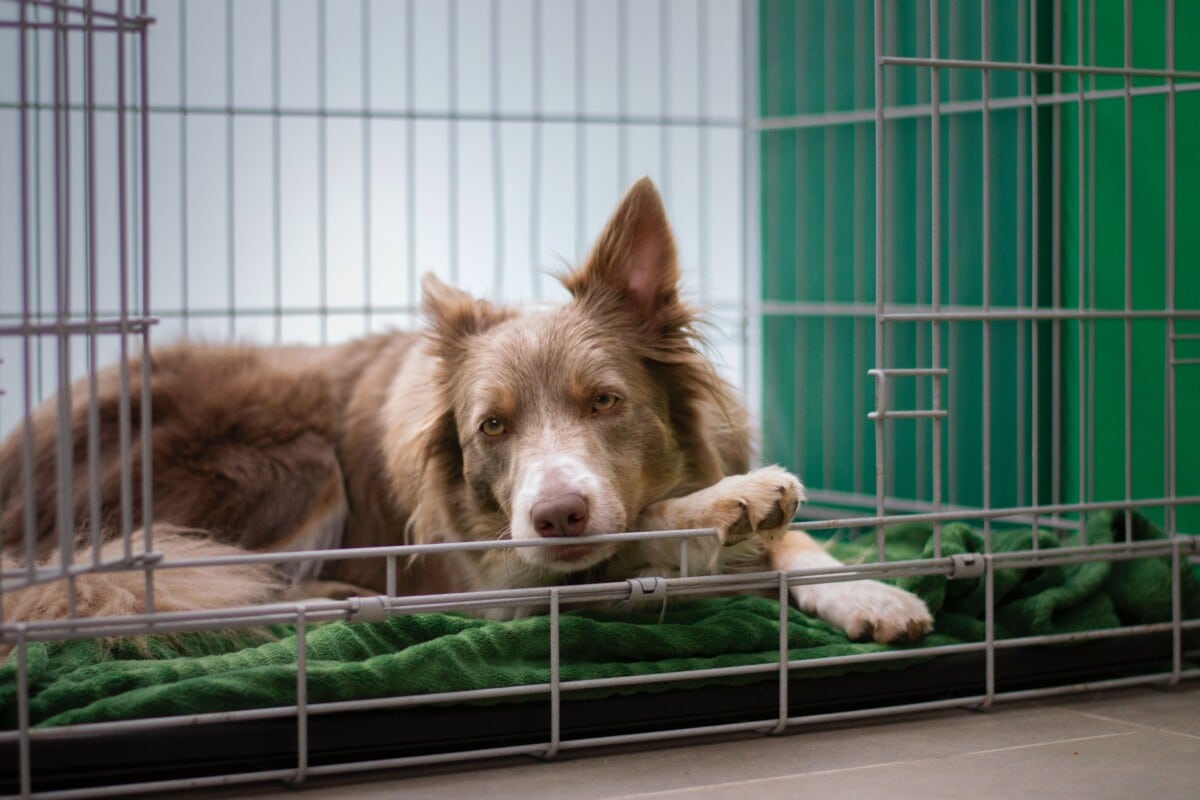 Un chien dans un chenil