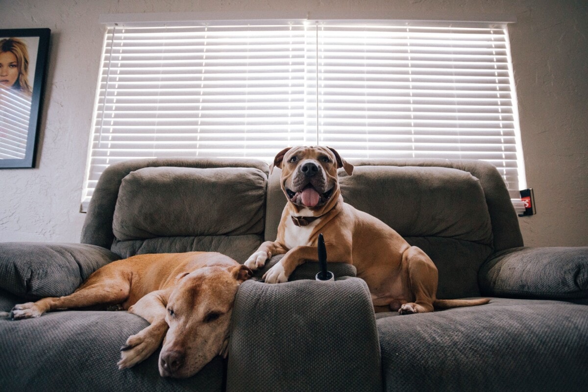 Deux chiens sur un canapé