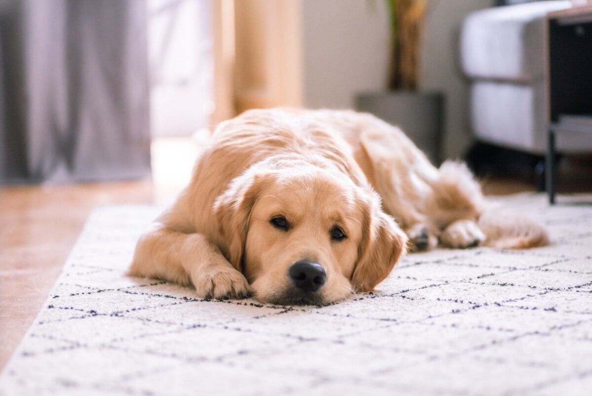 Un golden retriever allongé sur un tapis