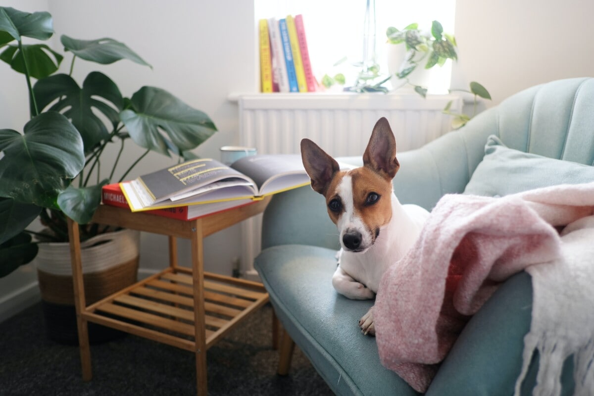 Un chien sur un canapé