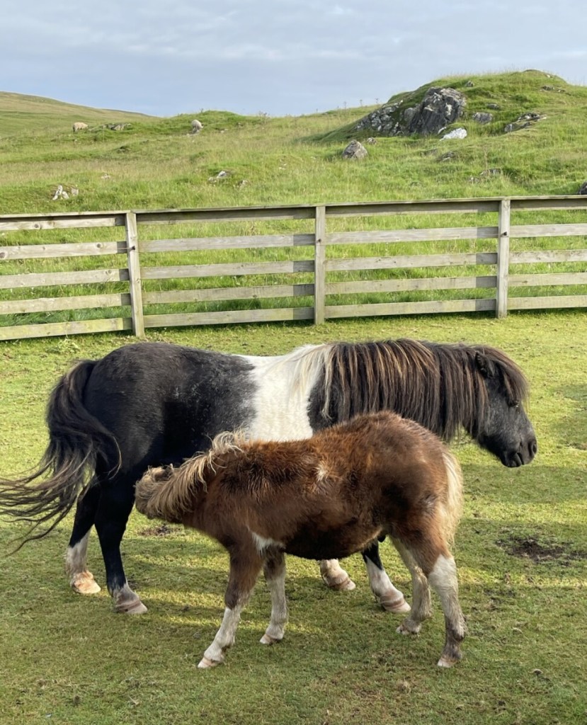 Poneys Shetland