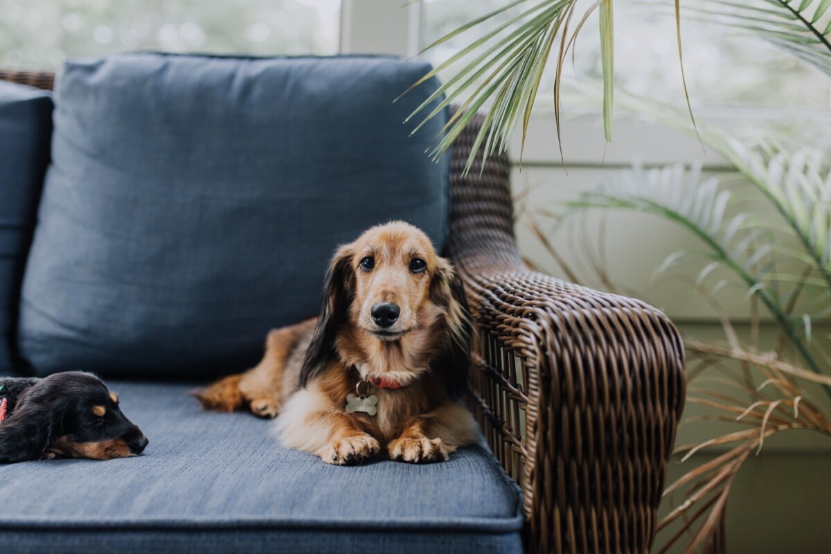 Un chien sur un canapé