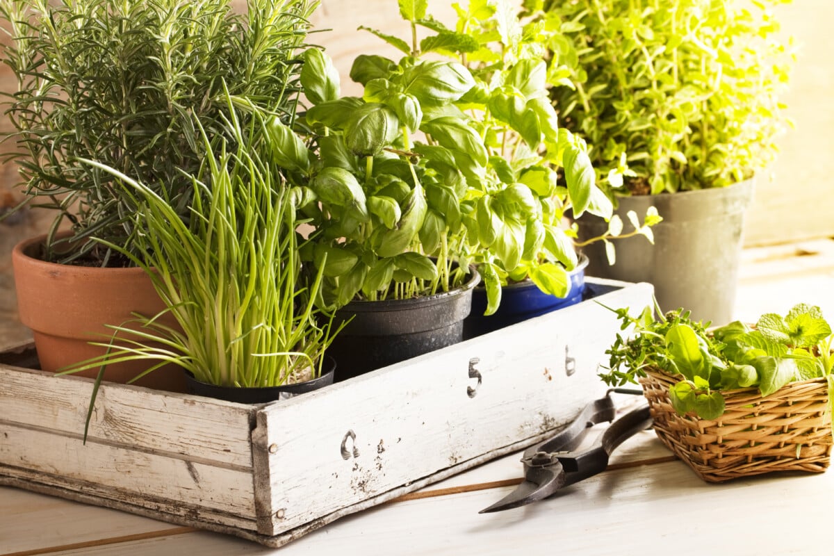 herbes mélangées telles que le basilic, la ciboulette et le romarin dans des pots dans un plateau en bois, outil de jardinage posé sur une table en bois