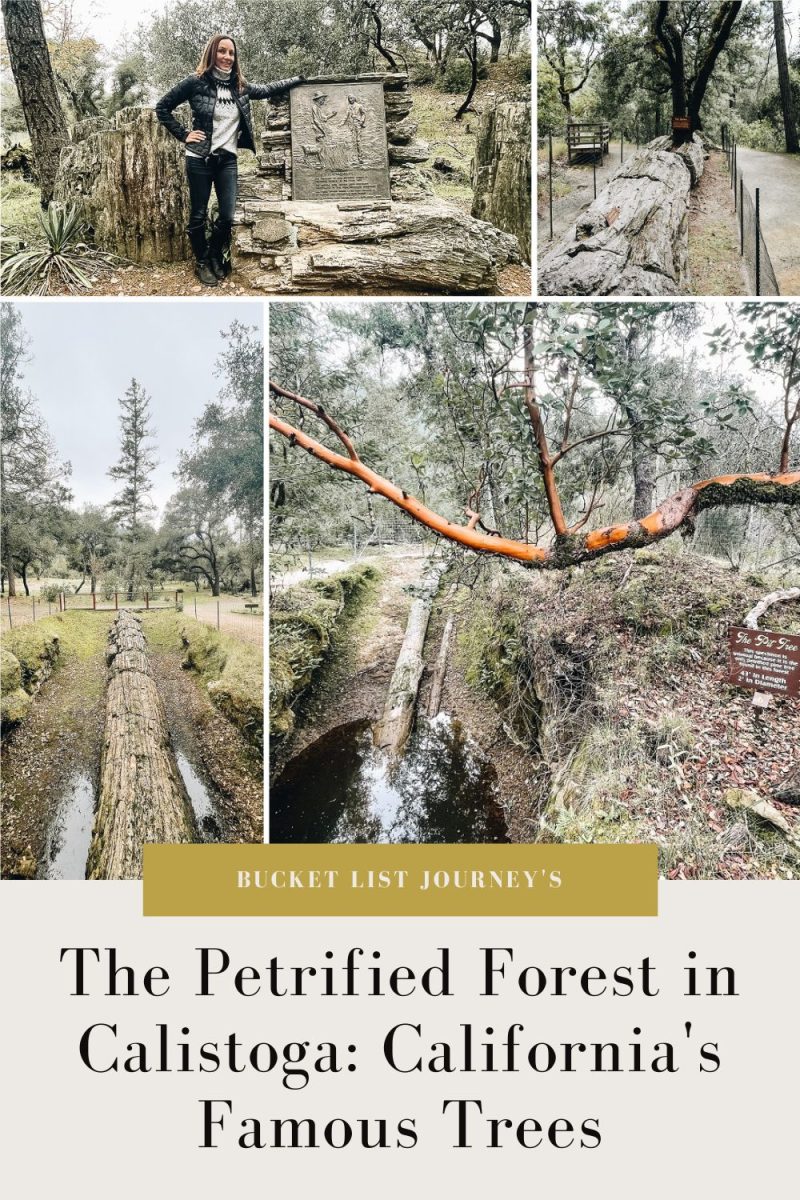 La forêt pétrifiée de Calistoga Pinterest