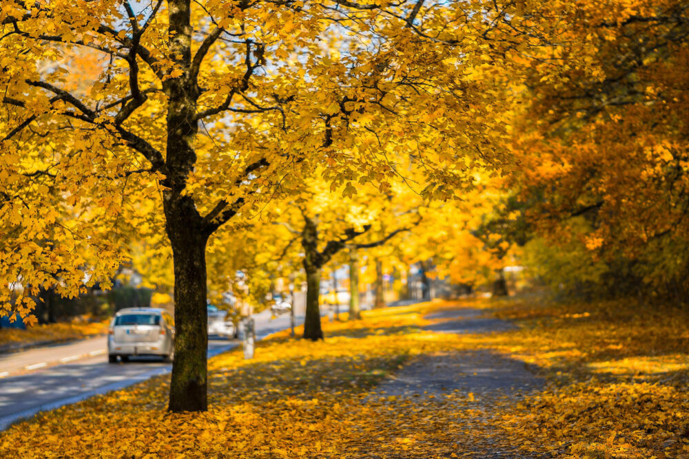 Idées pour les vacances d'automne