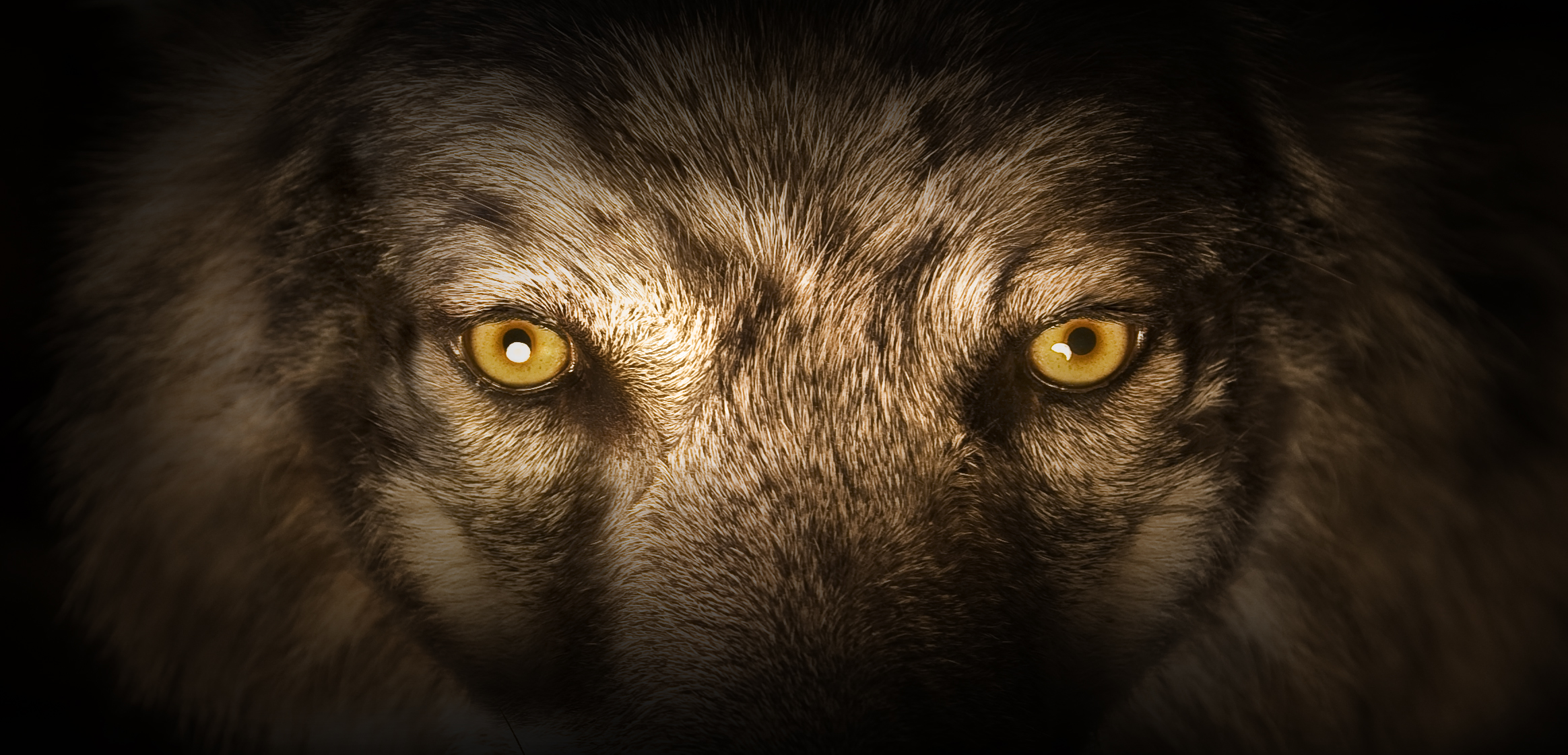 Yeux de loup